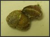 Chestnut Turban Snails