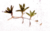 Star Grass 3 Plants(Halophila engelmannii)