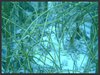 Manatee Grass 3/plants