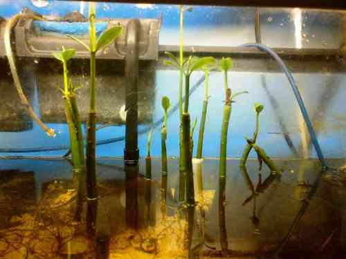 Red Mangrove Shoots