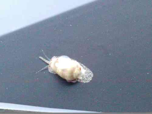 Common Marginella Snails