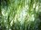 Shoal Grass 20 Plants