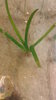 Turtle Grass 6 Plant Pack