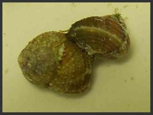 Chestnut Turban Snails 12