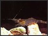 Freshwater Ghost Shrimp