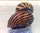 Zebra Nerite Snails