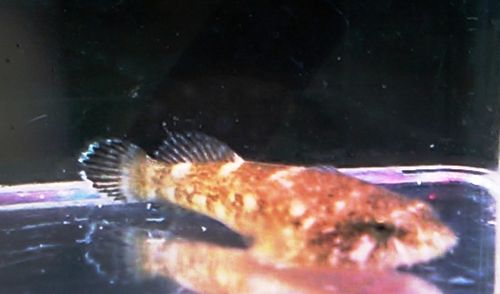Clingfish Goby