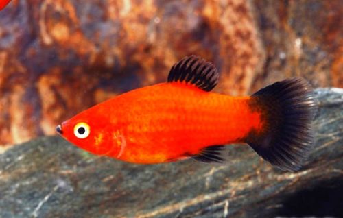 Red Wag Platy