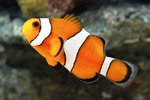 Tank Raised Ocellaris Clownfish