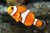 Tank Raised Ocellaris Clownfish