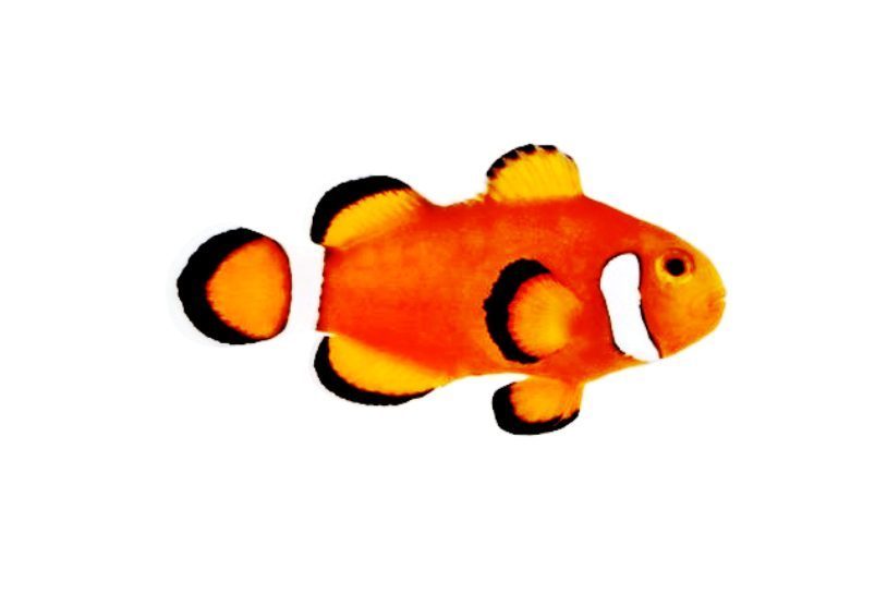 Extreme Misbar Ocellaris Clownfish - FloridaPets