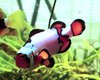 Premium Snowflake Ocellaris Clownfish