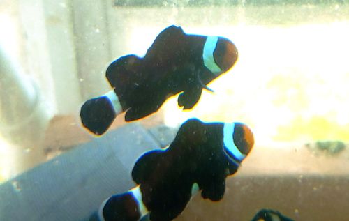 Black Ocellaris Extreme Misbar Clownfish