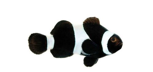 Black Ocellaris Clownfish
