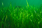 Eel Grass